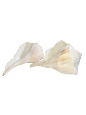 Set of Two Large Atlantic Whelk Seashells for Nautical Decor or Craft Use 7"